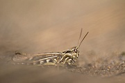 Feldheuschrecken Spezies  -  (Foto Weibchen - Art nicht bestimmbar), Chorthippus species, Grasshopper species - (Photo female - species non-determinable)