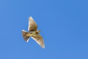 The Eurasian Skylark is a common breeding bird on the German and Danish North Sea coast