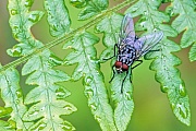 Fliege auf einem Farnwedel, Polietes cf. domitor - (Maennchen), Fly on a fern frond