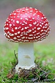 Der Fliegenpilz ist ein Giftpilz  -  (Roter Fliegenpilz - Foto Fliegenpilz in einem daenischen Duenenwald), Amanita muscaria, The Fly Agaric is a poisonous mushroom  -  (Fly amanita-Mushroom - Photo Fly Agaric in a dune forest in Denmark)