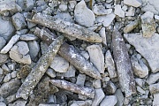 Versteinerung von Kopffuessern in einer Kreidegrube - (Belemniten - Donnerkeile), Fossilien - fossils, Fossilisation of belemnites in a chalkpit