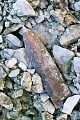 Fossilisation of a belemnite in a chalkpit