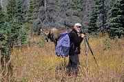 Andreas und junger Elchbulle, Chugach Mountains - Alaska, Andreas and young bull Moose