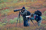 v.r. Thomas und Andreas fotografieren kaempfende Elchbullen, Denali-Nationalpark - (Alaska), f.r. Thomas and Andreas photograph fighting bull Moose