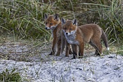 Rotfuchswelpen vor dem Bau, Vulpes vulpes, Red Fox pups in front of the den
