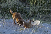 Bei den wilden Raufereien zwischen den Rotfuchswelpen geht es manchmal richtig zur Sache, Vulpes vulpes, The wild scuffles between the Red Fox pups sometimes really get down to business