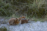 Alle drei Rotfuchswelpen haben sich am Baueingang eingefunden und kommen gemeinsam zur Ruhe, Vulpes vulpes, The sun has set and the Red Fox pups are slowly resting, even the missing sibling will return from his excursion in a few minutes