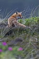 Deutlich ist ein Welpe am Gesaeuge der Rotfuchsfaehe zu erkennen, ein zweiter Jungfuchs liegt kaum erkennbar unter dem Muttertier, Vulpes vulpes, A pup can be clearly seen on the teat of the Red Fox vixen, a second kit is barely visible under the mother