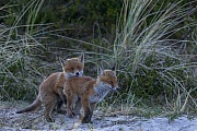 Am spaeten Abend steigt noch einmal die Aktivitaetsphase der Rotfuchswelpen, Vulpes vulpes, The activity phase of the Red Fox pups increases again in the late evening
