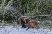 Es ist immer wieder ein schoenes Naturerlebnis, wenn man Rotfuchswelpen bei ihren spielerischen Kaempfen beobachten kann, Vulpes vulpes, It is always a beautiful nature experience to watch Red Fox pups playfully fighting with each other
