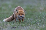Der naechste Jagdversuch der Rotfuchsfaehe ist erfolgreich, allerdings ist es keine Maus, die erbeutet wurde, Vulpes vulpes, The next hunting attempt of the Red Fox vixen is successful, but it is not a mouse that was captured