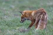 Die Rotfuchsfaehe nimmt keinerlei Notiz von mir und jagt konzentriert weiter, Vulpes vulpes, The Red Fox vixen does not take any notice of me and continues the hunt with concentration