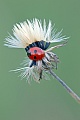 Fuenfpunkt-Marienkaefer erreichen eine Koerperlaenge von 5 mm, Coccinella quinquepunctata, Five-spot Ladybird grow up to 5 millimetres  -  (5-spotted Ladybeetle)