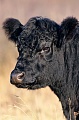 Galloways sind eine der aeltesten Fleischrindrassen der Welt - (Foto Portraet vom Kalb), Bos taurus, Galloway is one of the longest established breeds of beef cattle - (Photo calf portrait)
