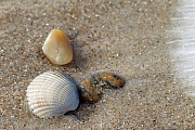 Gemeine Herzmuscheln sind essbar  -  (Essbare Herzmuschel - Foto Muschelschale einer Herzmuschel am Strand), Cerastoderma edule, Common Cockle is an edible saltwater clam  -  (Edible Cockle - Photo Common Cockle seashell on the beach)