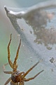 Gerandete Wasserspinne, die Weibchen sind groesser als Maennchen  -  (Foto Gerandete Wasserspinne Weibchen bewacht die Spinnenbrut), Dolomedes plantarius, Great Raft Spider, the females are larger than males  -  (Fen Raft Spider - Photo Great Raft Spider a female guards the brood)