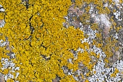 Die Gewoehnliche Gelbflechte ist gegenueber Luftverschmutzungen unempfindlich  -  (Foto Gewoehnliche Gelbflechte an der schwedischen Ostseekueste), Xanthoria parietina, The Common Orange Lichen is a very pollution-tolerant species  -  (Yellow Scale - Photo Common Orange Lichen on the swedish Baltic Sea coast)