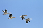 Graugaense erreichen eine Fluegelspannweite von 147 - 180 cm  -  (Foto Graugaense im Flug), Anser anser, Greylag Goose has a wingspan of 147 to 180 cm  -  (Grey Goose - Photo Greylag Geese in flight)