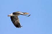Graugaense erreichen eine Fluegelspannweite von 147 - 180 cm  -  (Foto Graugans im Flug), Anser anser, Greylag Goose has a wingspan of 147 to 180 cm  -  (Gray Goose - Photo Greylag Goose in flight)
