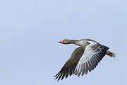 Graugans, das Gelege besteht in der Regel aus 5 -8 Eiern  -  (Foto Graugans Flugaufnahme), Anser anser, Greylag Goose, the female lays 5 to 8 eggs  -  (Graylag Goose - Photo Greylag Goose in flight)
