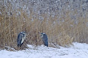 Graureiher sind Koloniebrueter, bezeichnet werden diese Brutplaetze als Reiherkolonien  -  (Fischreiher - Foto Graureiher im Schneefall), Ardea cinerea, Grey Heron breeds in colonies known as heronries  -  (Gray Heron - Photo Grey Herons in snowfall)