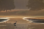 Graureiher sind in Deutschland weitverbreitet und haeufig anzutreffen  -  (Fischreiher - Foto Graureiher im ersten Morgenlicht), Ardea cinerea, Grey Heron is common and widespread in Germany  -  (Gray Heron - Photo Grey Heron in early morning light)