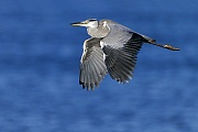 Graureiher kommen in Europa, Asien und einigen Teilen Afrikas vor  -  (Fischreiher - Foto Graureiher im Flug), Ardea cinerea, Grey Heron is found in Europe, Asia and some parts of Africa  -  (Gray Heron - Photo Grey Heron in flight)