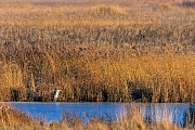Graureiher erreichen eine Koerperlaenge von 90 - 98 cm  -  (Fischreiher - Foto Graureiher im Winter vor einem Schilfguertel), Ardea cinerea, Grey Heron has a body length of 90 to 98 cm  -  (Gray Heron - Photo Grey Heron in winter in front of a reed belt)