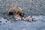 Grizzlybaeren sind Allesfresser, die Nahrung umfasst sowohl pflanzliche, als auch tierische Kost  -  (Grizzly - Foto Grizzlybaer am Riss eines von Woelfen erbeuteten Karibubullen), Ursus arctos horribilis  -  Rangifer tarandus granti , Grizzly Bears are normally omnivorous, their diets consists of both plants and animals  -  (Silvertip - Photo Grizzly Bear on a caribou cadaver killed by wolves)