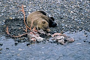 Grizzlybaeren sind in der Lage auch grosse Beutetiere zu schlagen, dazu gehoeren Elche, Karibus, Bison und andere Baeren  -  (Grizzly - Foto Grizzlybaer am Riss eines von Woelfen erbeuteten Karibubullen), Ursus arctos horribilis  -  Rangifer tarandus granti , Grizzly Bears can prey on large animals, when available, such as moose, caribou, bison and other bears  -  (Silvertip - Photo Grizzly Bear on a caribou cadaver killed by wolves)