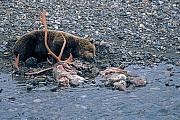 Grizzlybaeren koennen die Population vom Elch und Wapiti stark beeinflussen, manchmal werden ueber 50 Prozent der Kaelber erbeutet  -  (Foto Grizzlybaer am Riss eines von Woelfen erbeuteten Karibubullen), Ursus arctos horribilis  -  Rangifer tarandus granti , Grizzly Bears are important predators of moose and elk calves in some areas, they may kill over 50 percent of the calves born that year  -  (Silvertip - Photo Grizzly Bear on a caribou cadaver killed by wolves)