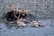 Grizzlybaer, erfolgreiche Angriffe auf Moschusochsen sind dokumentiert  -  (Grizzly - Foto Grizzlybaer am Riss eines von Woelfen erbeuteten Karibubullen), Ursus arctos horribilis  -  Rangifer tarandus granti , Grizzly Bear, predation on Muskox has been recorded  -  (Silvertip - Photo Grizzly Bear on a caribou cadaver killed by wolves)