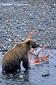 Grizzlybaer, ein Wurf besteht aus 1 - 4 Jungtieren  -  (Grizzly - Foto Grizzlybaer am Riss eines von Woelfen erbeuteten Karibubullen), Ursus arctos horribilis  -  Rangifer tarandus granti , Grizzly Bear, a litter size is between 1 to 4 cubs  -  (North American Brown Bear - Photo Grizzly Bear on a caribou cadaver killed by wolves)