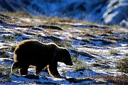 Grizzlybaeren dringen gelegentlich in das Revier von Schwarzbaeren ein, um an bestimmte Nahrung zu gelangen  -  (Grissly - Foto Grizzlybaer Jungtier im Neuschnee), Ursus arctos  -  Ursus arctos horribilis, Grizzly Bears may occasionally enter Black Bears terrain to obtain food sources  -  (Silvertip - Photo Grizzly Bear cub in fresh snow)