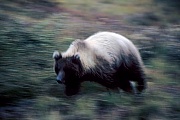 Grizzly Bear, the Black Bear generally stay out of Grizzly territory  -  (North American Brown Bear - Photo Grizzly Bear in dusk)