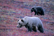 Grizzlybaer, circa 800 Tiere leben im US-Bundesstaat Montana  -  (Grisli - Foto Grizzlybaerin mit Jungtier), Ursus arctos  -  Ursus arctos horribilis, Grizzly Bear, about 800 live in Montana  -  (North American Brown Bear - Photo Grizzly Bear sow with cub)