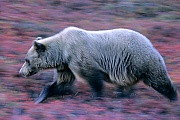 Grizzlybaer, circa 600 Tiere leben im US-Bundesstaat Wyoming, im Gebiet des Yellowstone und Grand Teton Nationalparks  -  (Grissly - Foto Grizzlybaerin in der Tundra), Ursus arctos  -  Ursus arctos horribilis, Grizzly Bear, about 600 live in Wyoming, in the Yellowstone-Teton area  -  (North American Brown Bear - Photo Grizzly Bear sow in the tundra)