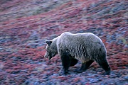 Grizzlybaer, vergleicht man das urspruengliche, mit dem heutigen Verbreitungsgebiet, so besiedeln sie heutzutage nur noch die Haelfte ihres damaligen Areals  -  (Grissly - Foto Grizzlybaerin in der Tundra), Ursus arctos  -  Ursus arctos horribilis, Grizzly Bears inhabit half the area of their historical range  -  (Silvertip - Photo Grizzly Bear sow in the tundra)