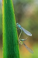 Grosse Pechlibelle, die Weibchen treten in einer Vielzahl an Farbvarianten auf  -  (Foto Paarungsrad), Ischnura elegans, Blue-tailed Damselfly, the females come in a variety of colour forms  -  (Photo mating wheel)