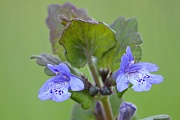 Der Gundermann ist fuer viele Saeugetiere giftig, insbesondere fuer Pferde  -  (Gundelrebe - Foto Gundermann am Waldrand), Glechoma hederacea, The Ground Ivy is a poisonous plant for mammals especially for horses  -  (Gill-Over-The-Ground - Photo Ground Ivy at the edge of a forest)