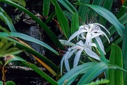 Hakenlilien sind weltweit mit vielen Arten in den Tropen und Subtropen vertreten, Crinum americanum, The Florida swamp-Lily grows in small groups in still water habitats  -  (String Lily - Photo Florida swamp-Lily in the Everglades)