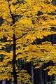 Rotbuche im Herbst, Harz  -  Niedersachsen, Common Beech in autumn