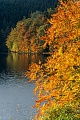 Rotbuchen an einem See im Herbst, Soese-Stausee  -  Harz, Common Beeches at lakeshore in fall