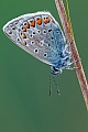 Die Falter vom Hauhechel-Blaeuling ernaehren sich von Nektar, sind aber auch haeufig auf Exkrementen zu beobachten  -  (Gemeiner Blaeuling - Foto Hauhechel-Blaeuling Maennchen), Polyommatus icarus, Common Blue, the butterfly feed on nectar and excrements  -  (Photo Common Blue male)
