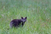 Hauskatzen haben eine hohe Vermehrungsrate, Felis sylvestris catus - Felis catus, Domestic Cats have a high breeding rate - (House cat - Feral Cat)