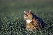 Hauskatze, das aelteste bekannte Exemplar hat ein Alter von 38 Jahren erreicht, Felis sylvestris catus - Felis catus, Domestic Cat, the oldest known cat dying at an age of 38 - (House cat - Feral Cat)