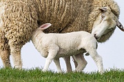 Hausschaf, die maennlichen Jungtiere sind nach 4 - 6 Monaten fortpflanzungsfaehig  -  (Foto Mutterschaf saeugt Lamm), Ovis gmelini aries, Domestic Sheep, the rams generally reach sexual maturity at 4 to 6 months  -  (Photo Domestic Sheep ewe nurse lamb)