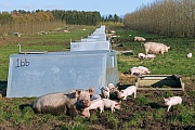 Hausschwein, in der Landwirtschaft werden die Tiere fuer die Produktion von Fleisch gehalten, dabei spielt das Tierwohl selten eine Rolle  -  (Foto Sauen und Ferkel Freilandhaltung), Sus scrofa domesticus, Domestic Pig is mostly farmed for its meat  -  (Pig - Photo Domestic Pig sows and piglets on a field)