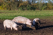 Hausschwein, erwachsene Tiere koennen Koerpergewichte von 50 -350 kg erreichen  -  (Foto Hausschweine gehalten unter vorbildlichen Bedingungen), Sus scrofa domesticus, Domestic Pig, an adult can weight between 50 to 350 kg  -  (Swine - Photo Domestic Pig sows on a field)