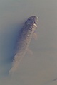Hechte sind typische Lauerjaeger, die ihre Beute aus dem Hinterhalt angreifen  -  (Europaeischer Hecht - Foto Hecht im Flachwasser), Esox lucius, Northern Pike is a typical ambush predator  -  (Jackfish - Photo adult fish)